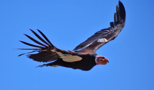 california_condor_c_eric_kolb_cc_by_nc_0.jpg