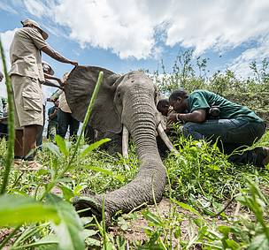 elephant_collaring1_634538.jpg