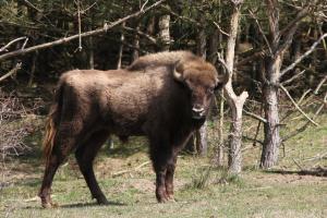 european-wildlife-wisent-european-bison-transport-1200x798_0.jpg