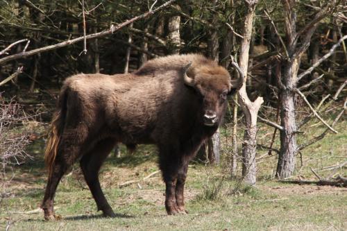 european-wildlife-wisent-european-bison-transport-1200x798_1_0.jpg