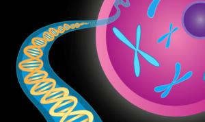 geneticschromes&doublehelix-news_153058_3_0.jpg