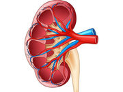 kidney4141.jpg