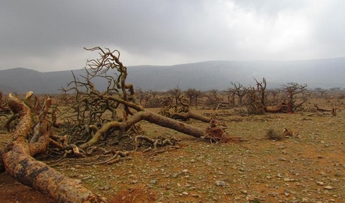 socotra_archipelago850.jpg