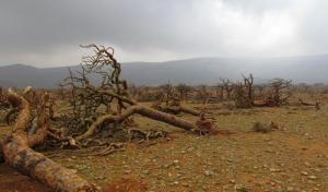 socotra_archipelago850_0.jpg