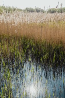 wetland-bernard-hermant-oEJLlcFbtZM-unsplash-227x340.jpg