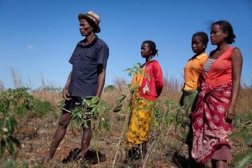 01-21-2015Locust_Madagascar_0.jpg