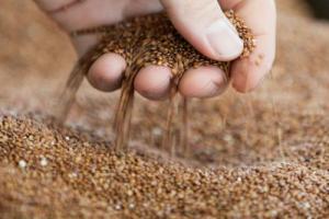 01-26-fao-quinoa_1_0_0.jpg
