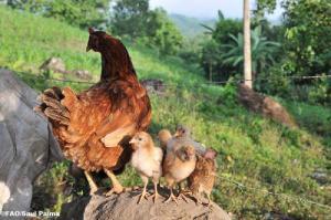 02-19-2014Bird_Flu_0_0.jpg