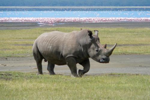 03-03-2015Rhino_Wildlife_0.jpg