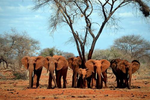 03-20-2015CITES_Elephants_0.jpg