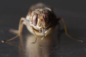 04-24-2014-fly_0.jpg