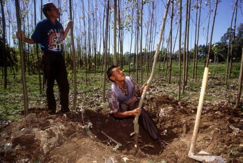 06-30-fao-farmers_1_0.jpg
