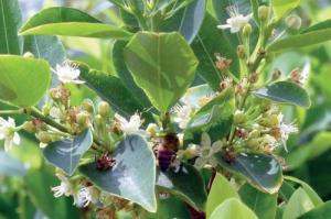 07-25-2012cocaplant_0_0.jpg
