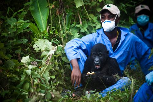 09-11-2015Fossey_Gorrilla_0.jpg