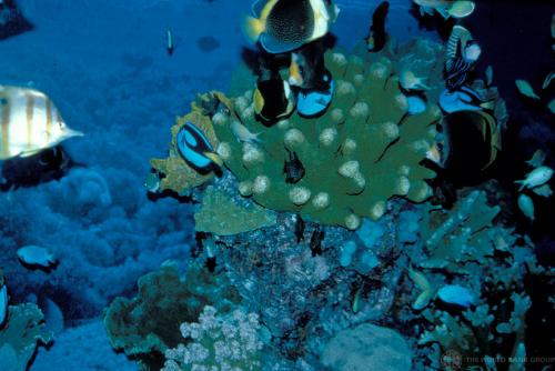 10-08-2014Coral_Reef_0.jpg