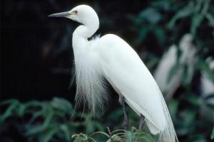 108835-bird_0_0.jpg