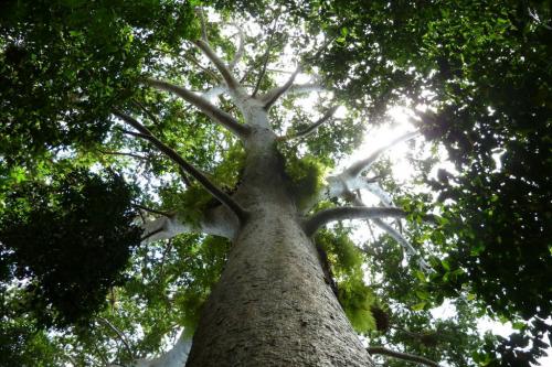 11-09-2016Forests_0.jpg