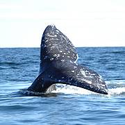 11_western_gray_whale_tail_fin__c__yuri_yakovlev_cropped_121451.jpg