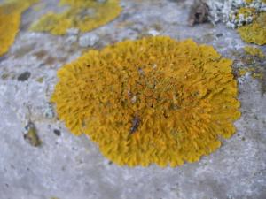 136002918_f5b13a27c7_o,1_0.jpg