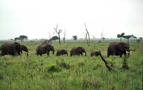149107-elephants.jpg