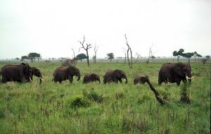 149107-elephants_0.jpg