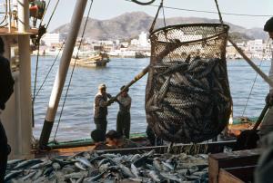 191874-fish_0.jpg