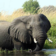 3854_loxodonta_africana_alicia_wirz_s_47556.jpg