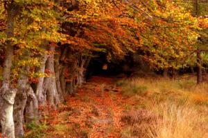 547484Forest_0_0.jpg