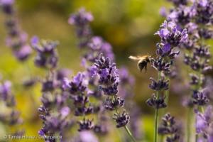 Bee_Eco-farm_GP0STPA99_Web_size_with_credit_line_0_0.jpg
