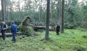 bialowieza_forest_iucn_lethier_0.jpg