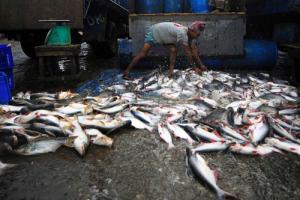 fish-web_0.jpg