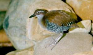 guam_rail_c_josh_more_cc_by-nc-nd_2_0_0_0.jpg