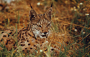 iberian_lynx_7995_405164.jpg
