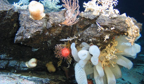 iucn_fwdslash_nerc.jpg