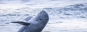 mekong_irrawaddy_dolphin_breaching__c__wwf_greater_mekong_1_1_636414.jpg