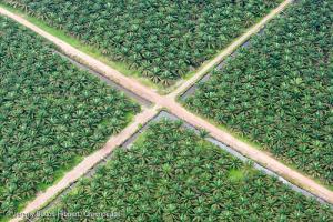 palm oil crossroads Web_size_with_credit_line_0.jpg