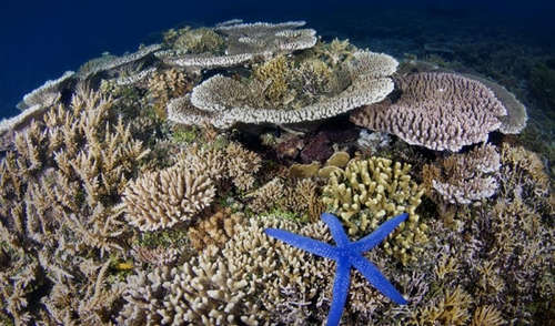 seascape_with_coral_in_kimbe_bay_papua_new_guinea.jpg