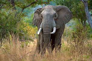 selous_tusker_bush_wwf_gary_roberts_alamy_stock_photo_553353.jpg