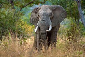 selous_tusker_bush_wwf_gary_roberts_alamy_stock_photo_553353_0.jpg