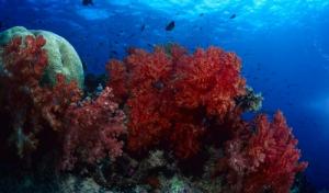 soft_corals_in_the_beqa_lagoon_vitu_levu_fiji_0.jpg