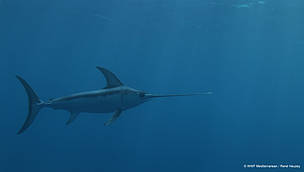 swordfish_rene_heuzey_3_576128.jpg