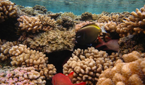 tropical_fish_and_coral_reefs_around_the_fakarava_atoll_in_french_polynesia.jpg