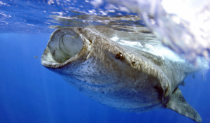 whale_shark_in_caribbean_sea_2_iucn_photo_library_c_andre_seale_png_0.png
