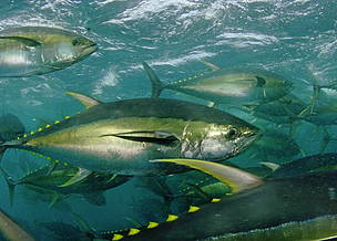 yellowfin_tuna__1_464697.jpg