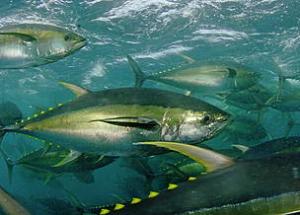 yellowfin_tuna__1_464697_0.jpg