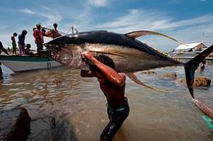 yellowfin_tuna_carried_0.jpg
