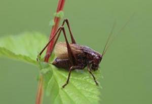 zeuneriana_marmorata_adriatic_marbled_bush_cricket_axel_hochkirch_0_0_0.jpg